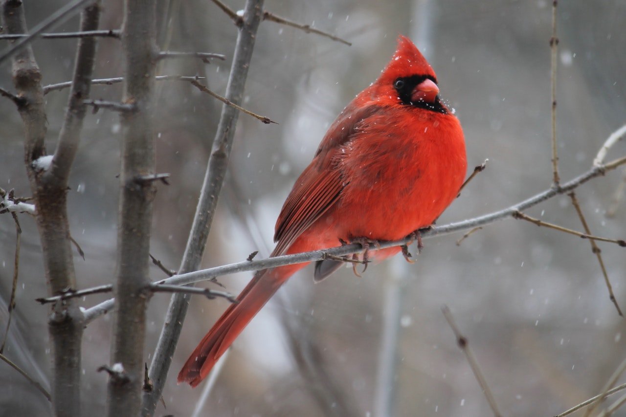 Red Cardinal Biblical Meaning: What does Red cardinal Mean in the Bible?