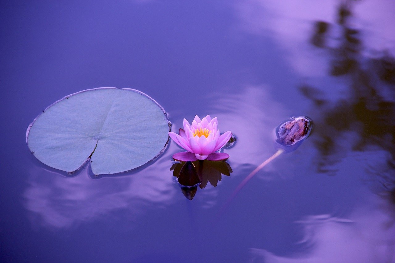 What does the Lotus flower mean in Christianity? | Biblical Meaning and Symbolism