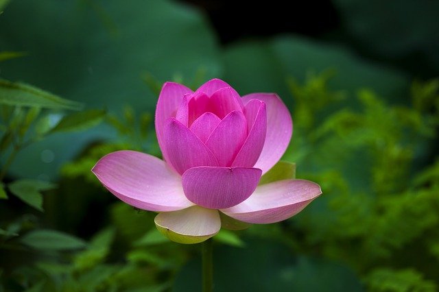 lotus flower spiritual meaning in Christianity and symbolism