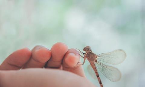 dragonfly death symbolism of deceased loved ones