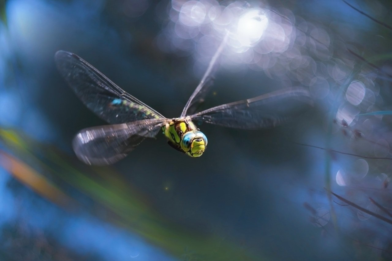The Connection Between Dragonfly and Death | Various Spiritual Meanings and Beliefs