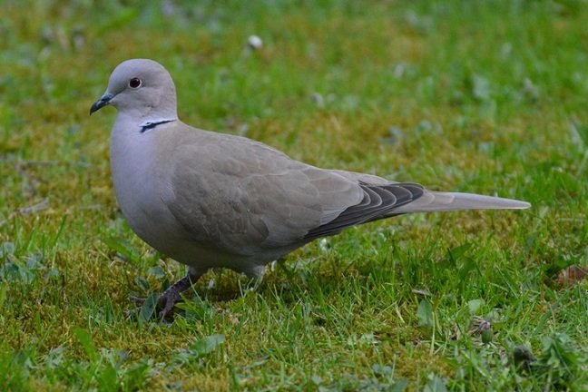 5 Spiritual Meanings of a Grey Dove Visiting