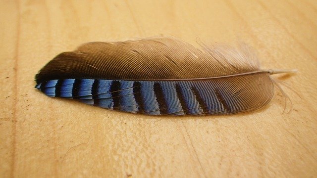 What Does A Blue Jay Feather Mean? Symbolism and Spiritual Meaning