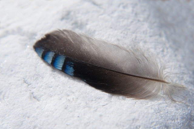 blue jay feather symbolism