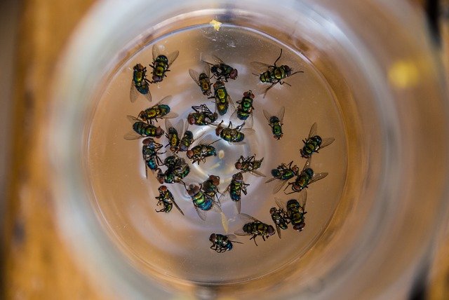 dead-flies-meaning-are-dead-flies-a-sign-of-bad-omen