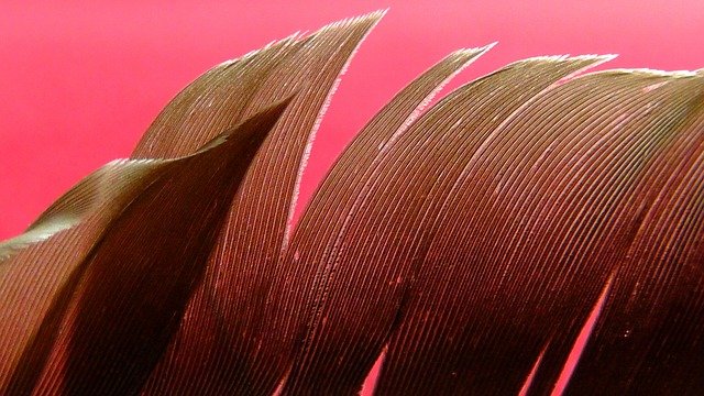brown feather meaning