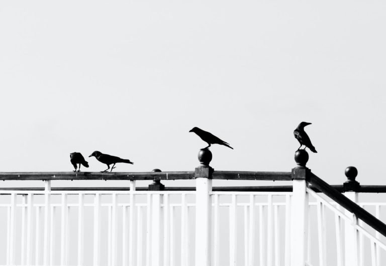 4-crows-meaning-what-does-seeing-4-crows-mean-spiritually