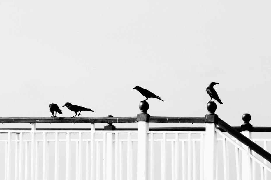 4 Crows Meaning: What Does Seeing 4 Crows Mean Spiritually?