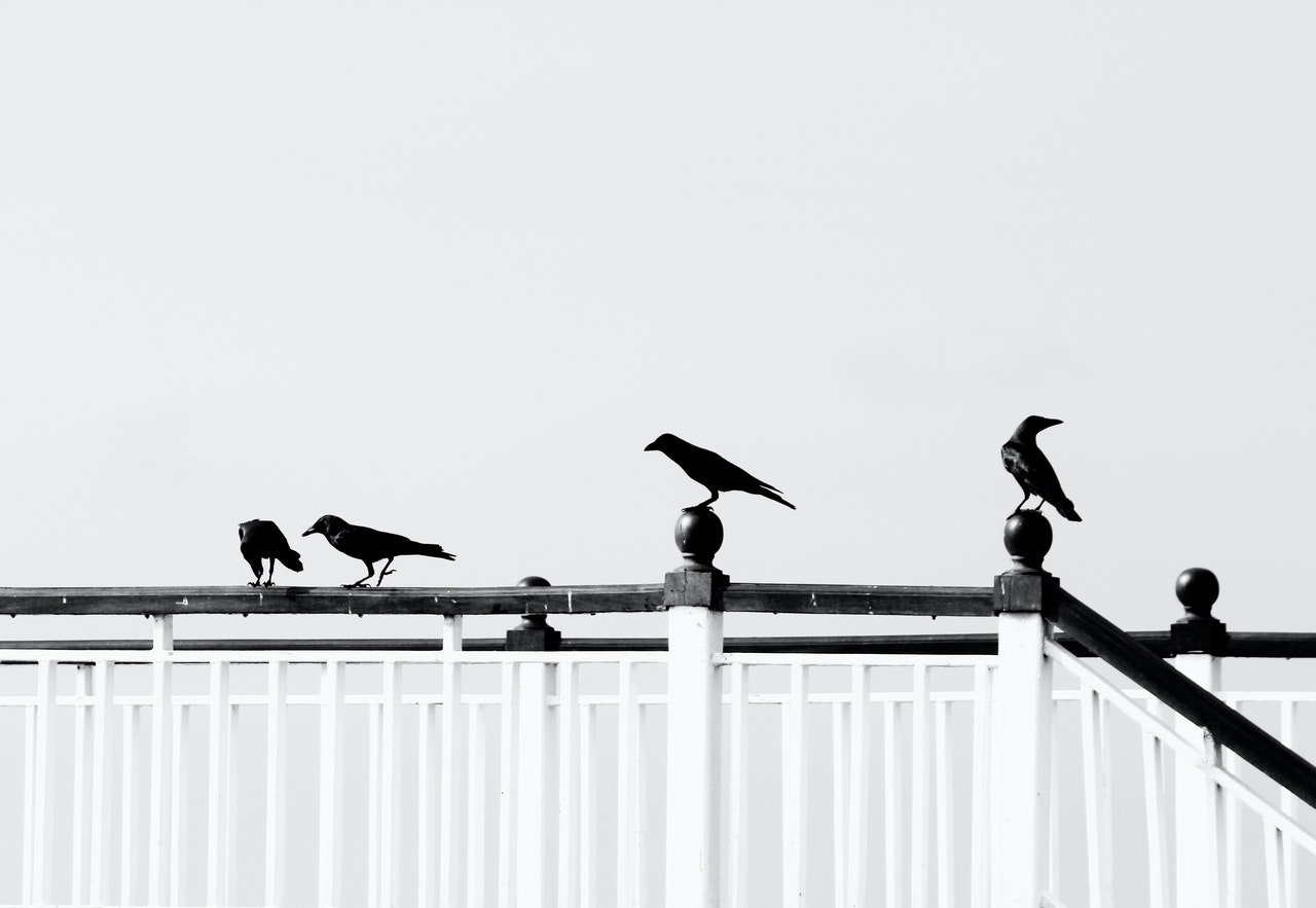 What Does Seeing 4 Crows Mean Spiritually