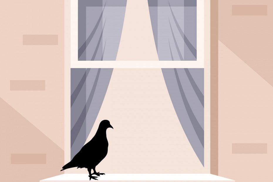 Bird Sitting On Windowsill Spiritual Meaning: What does it Symbolize?