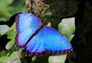 Spiritual Meaning of Blue Butterfly Symbolism, Omens and Meanings
