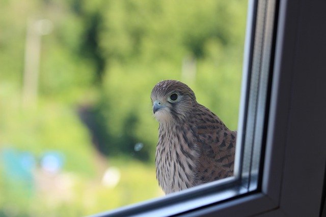 Bird sitting on Windowsill Spiritual Meaning