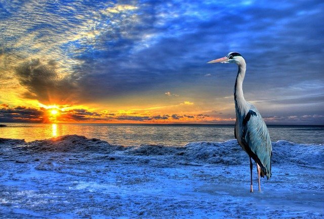 Blue Heron Spiritual Meaning and Symbolism