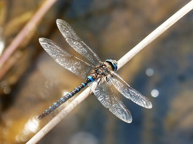 What is the Spiritual Meaning of A Blue Dragonfly? Symbolism and Omens