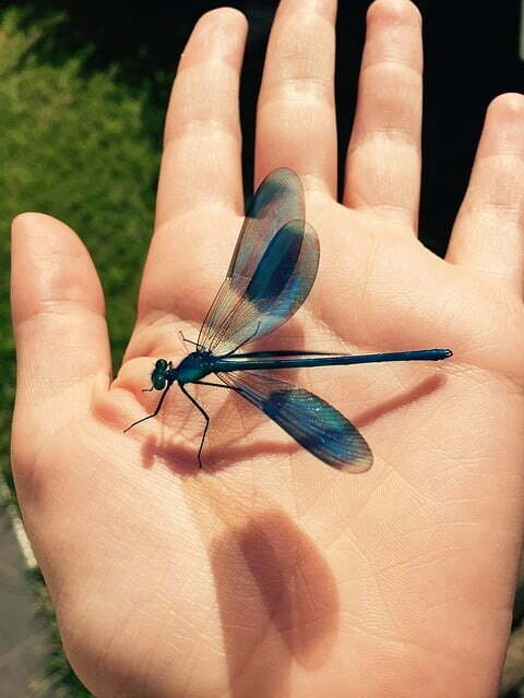 Blue Dragonfly Spiritual Meaning and Symbolism: 