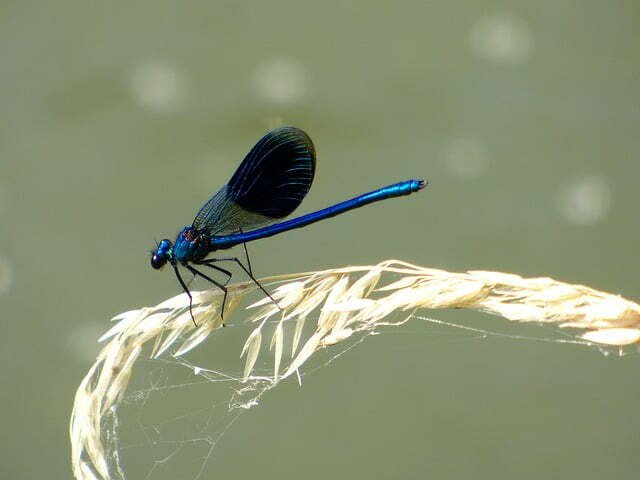 Meaning of Blue Dragonfly and omens
