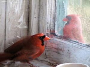 Meaning Of Red Cardinal At Window: What Does it Mean when a Red Cardinal Appears/Hits at your Window?