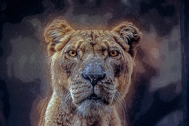 Lioness spiritual meaning
