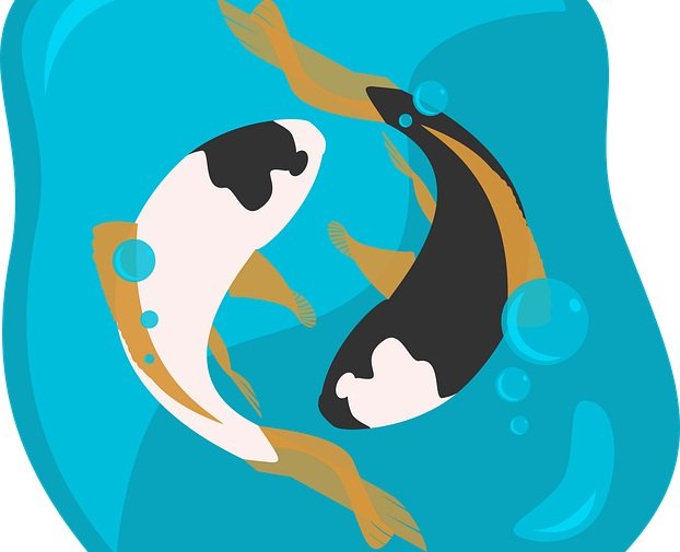 Koi Fish Yin Yang: Meaning, Symbolism, and Appropriation of Yin Yang & Koi Fish