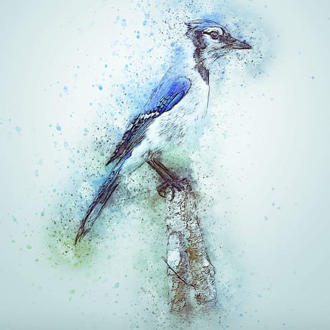 Is Blue Jay a sign from Heaven? The Blue Jay's Message From Heaven: