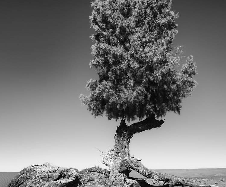 Tamarisk Tree In Bible: Why Did Abraham Plant A Tamarisk Tree In Beersheba?