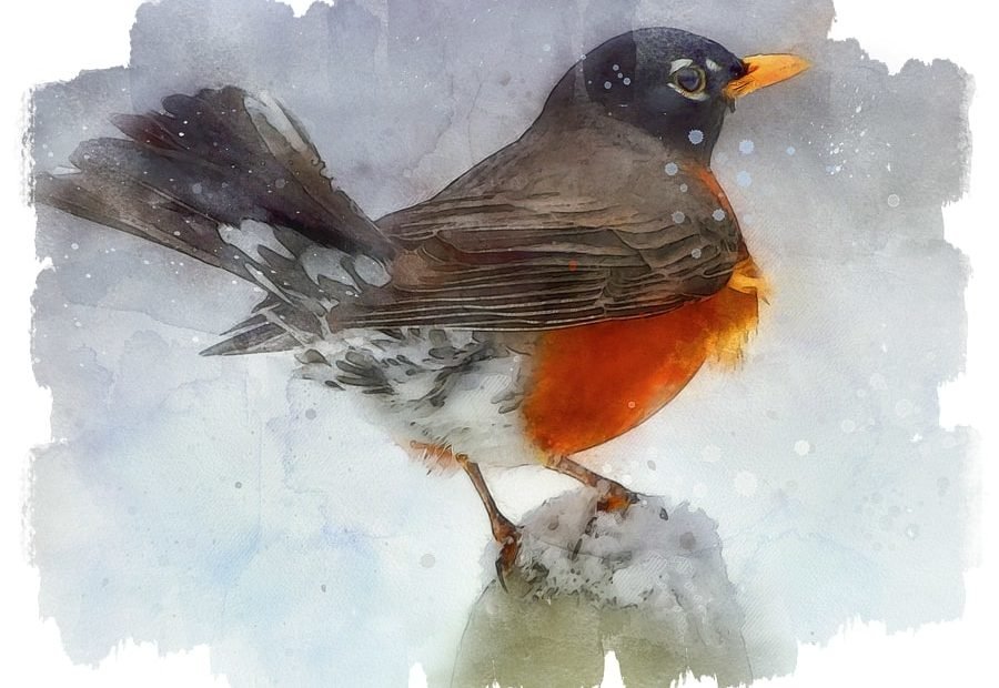 Does A Robin Appear When A Loved One Is Near? Meaning Of A Robin Visiting