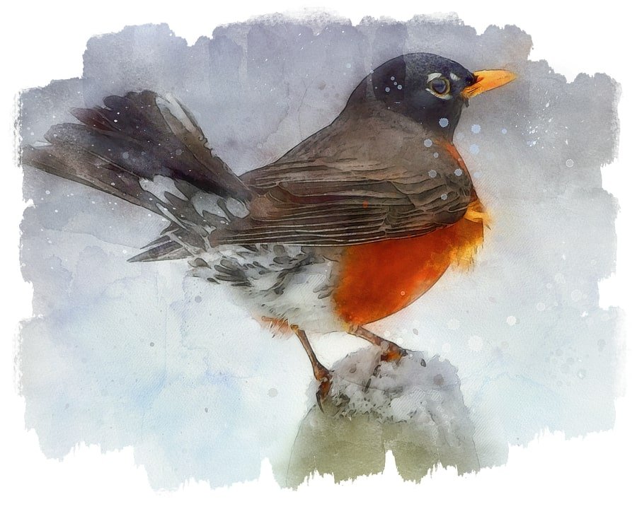 Does A Robin Appear When A Loved One Is Near? Meaning Of A Robin Visiting