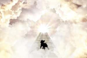 Does Psalm 36:6 Say That Dogs Go To Heaven?
