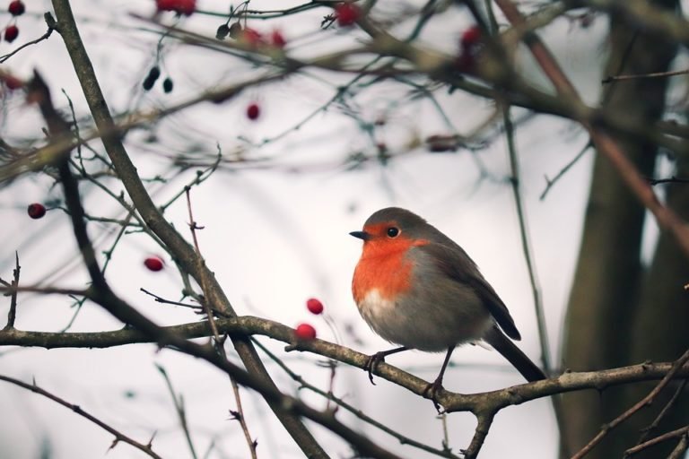 Does a Robin's Visit Mean a Departed Beloved One Is Close?