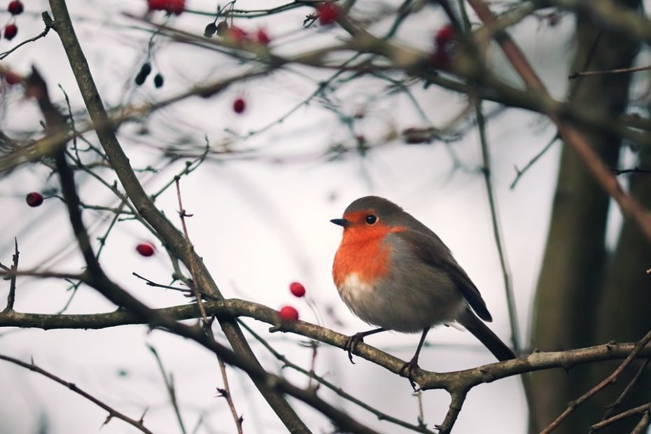 Does a Robin's Visit Mean a Loved One Is Near?