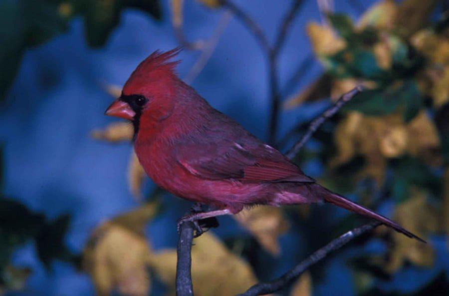 Is There A Purple Cardinal Bird 